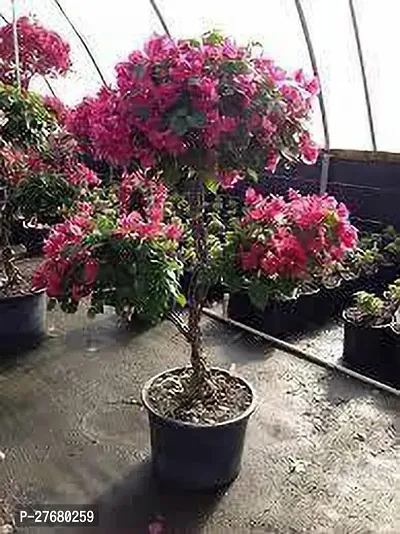 Zomoloco Bougainvillea Plant 37Er Bougainvillea P-thumb0