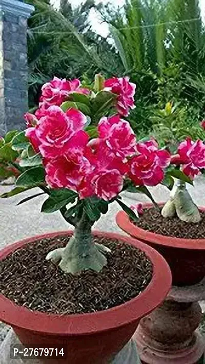 Zomoloco Adenium Obesum Dark Pink White 1 Healthy-thumb0