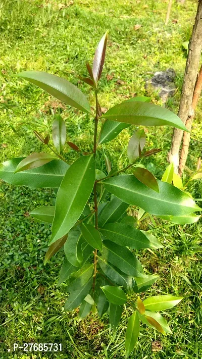 Zomoloco Jamun Plant 06 Jamun Plant