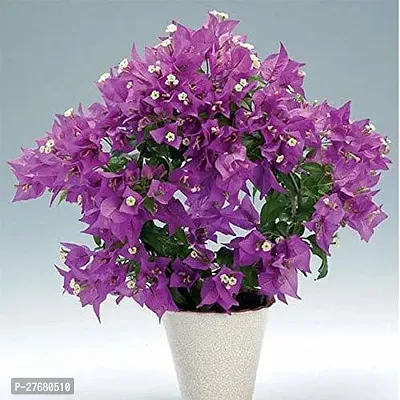 Zomoloco Bougainvillea Plant Az060 Bougainville-thumb0