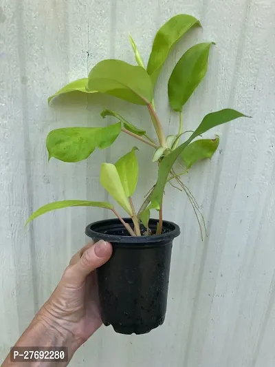 Zomoloco Philodendron Indoor Hybrid Live Plant For