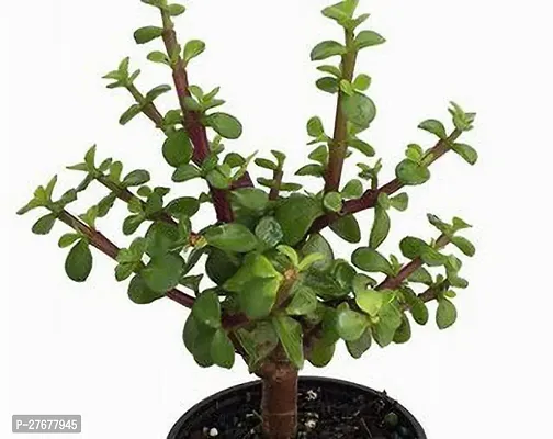 Zomoloco Woodgibbsgiftswb1145 Jade Plant