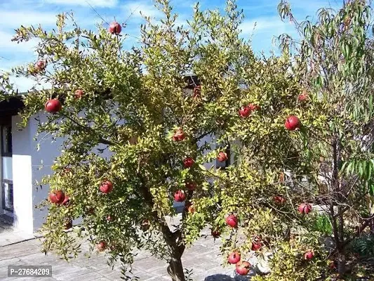 Zomoloco Pp11 Pomegranate Plant