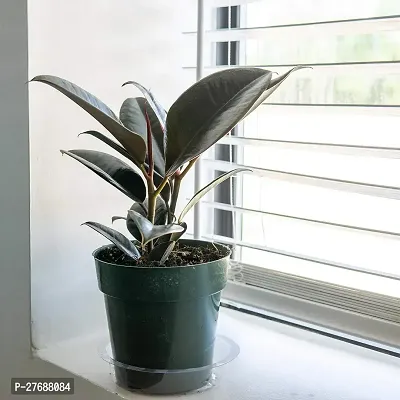 Zomoloco Live Rubber Plant Black Prince Rubber P