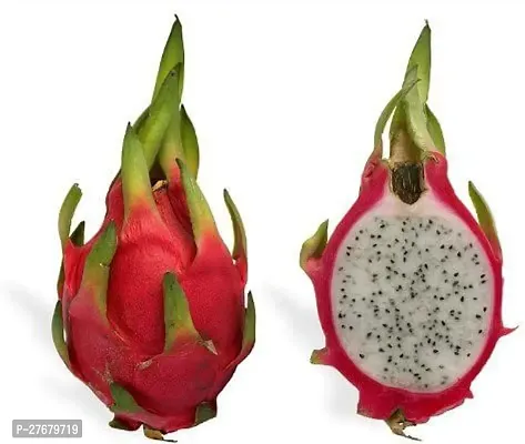 Zomoloco Dragon Fruit White8 Dragon Tree-thumb0