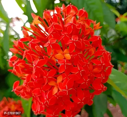 Zomoloco Trothic Ixora Chethi Red Plant Live Flowe