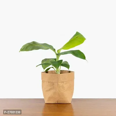 Zomoloco Bba11 Banana Plant-thumb0