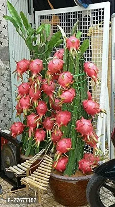 Zomoloco Live Dragon Fruit Plant Jumbo Pink Drago-thumb0