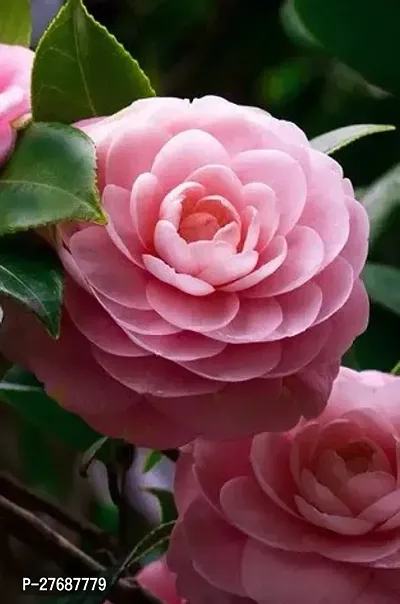 Zomoloco Pink Camellia Healthy Flower Plant For Ho