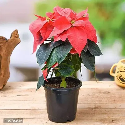 Zomoloco Poinsettia Christmas Flower Red Plan-thumb0