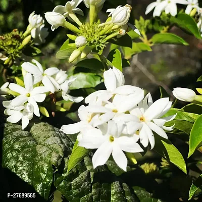 Zomoloco Arabian Jasmine Double Petal Live Flower-thumb0