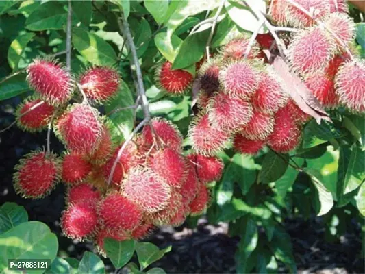 Zomoloco Rare Red Rambutan Hybrid Exotic Fruit See-thumb0