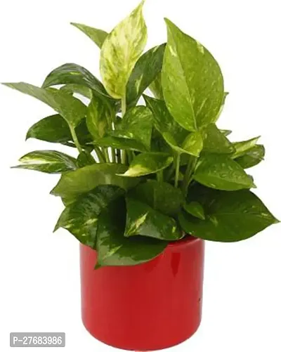 Zomoloco Eg310 Money Plant-thumb0