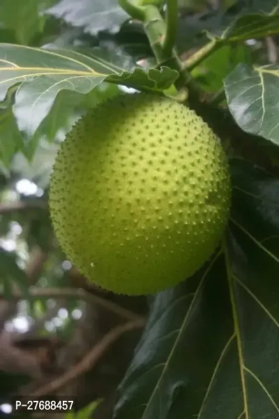 Zomoloco Live Breadfruit Plant Rare Dwarf Exotic A-thumb0