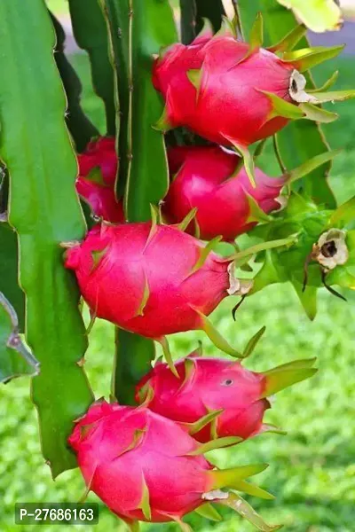 Zomoloco Dragon Fruit Plant Dragon Tree-thumb0