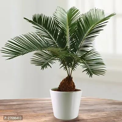 Zomoloco Cycas Revoluta Plant Live Plant Cf611 C-thumb0