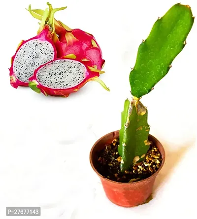 Zomoloco Live Dragon Fruit Plant Jumbo Red Yello-thumb0