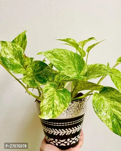 Zomoloco Money Plant Cf001781 Money Plant-thumb0