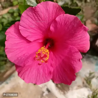 Zomoloco Hibiscus Red Live Flower Plant Disha220-thumb0