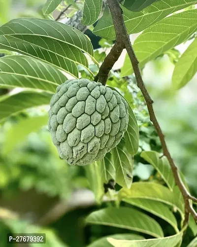 Zomoloco Custard Apple Live Plant Disha309004111-thumb0