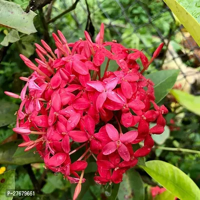 Zomoloco Trothic Ixora Chethi Red Plant Live Flowe-thumb0