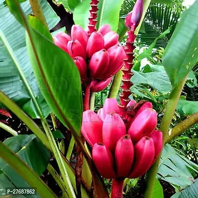 Zomoloco Live Plant Rare Dwarf Musa Red Banana Bar-thumb0