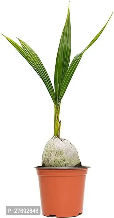 Zomoloco Premium Coconut Live Plant Cf07 Coconut