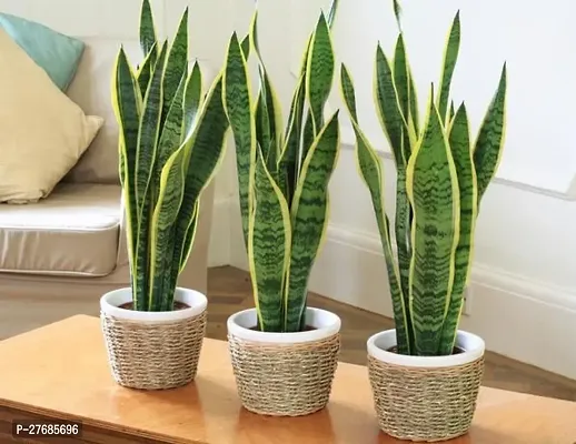 Zomoloco Snake Plant For Home Decorations Best For