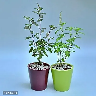 Zomoloco Tigltul20 Tulsi Plant-thumb0