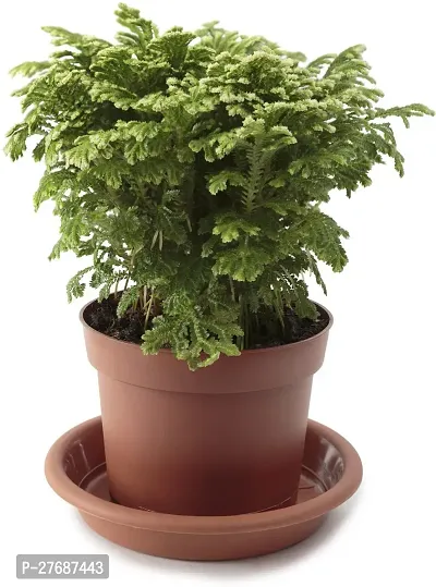 Zomoloco Live Christmas Plant Healthy Decorative