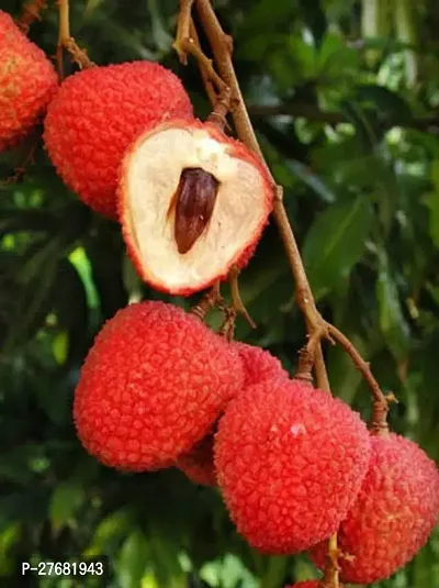 Zomoloco Lq11 Litchi Plant-thumb0