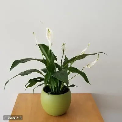 Zomoloco Peace Lily Or Spathiphyllum Live Plant Wh-thumb0