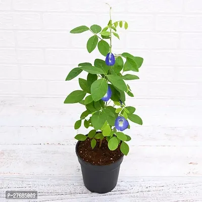 Zomoloco Apra Aparajita Butterfly Pea Plant-thumb0