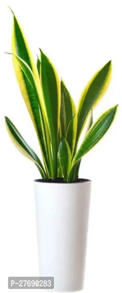 Zomoloco Snake Plant For Home Decorations Best For