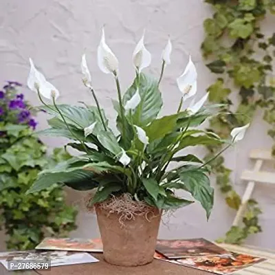 Zomoloco Peace Lily Or Spathiphyllum Live Plant Wh