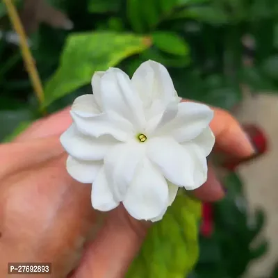 Zomoloco Arabian Jasmine Double Petal Live Flower-thumb0