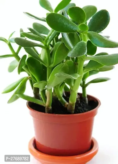 Zomoloco Jade Live Plant For Indoor Decoration C-thumb0