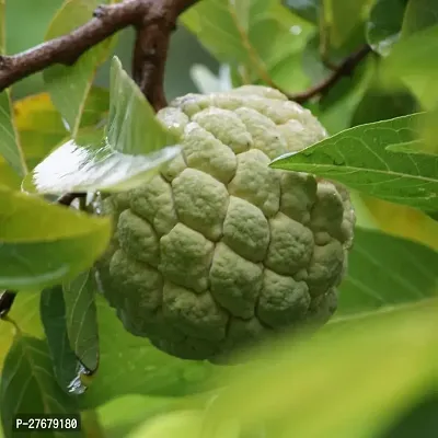 Zomoloco Custard Apple Live Plant Disha200951 C