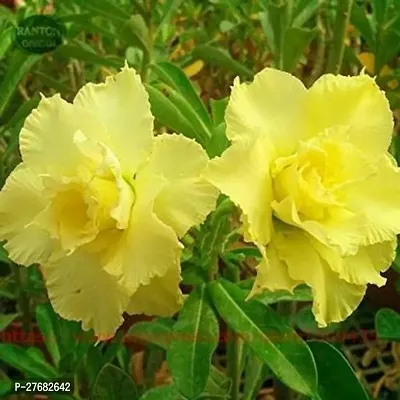 Zomoloco Desert Rosey Adenium Plant Adenium Plant-thumb0