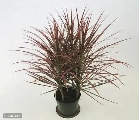 Zomoloco Live Air Purifying Red Edged Dracaena Mar