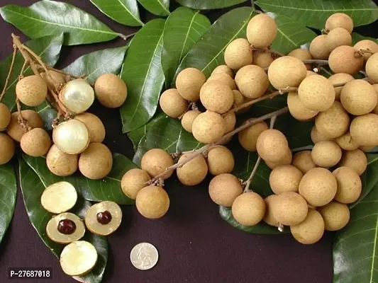 Zomoloco Rare Dwarf Longan Fruit Plant Thailand V-thumb0