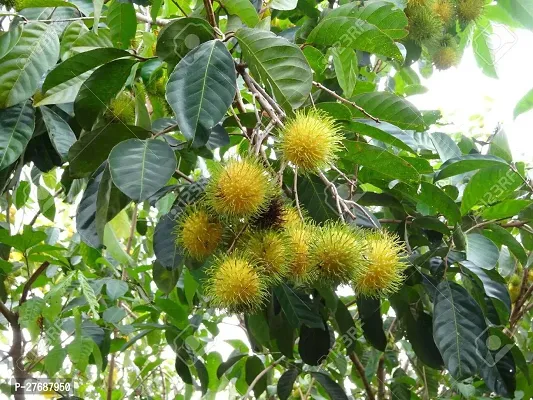 Zomoloco Rare Yellow Rambutan Hybrid Exotic Fruit