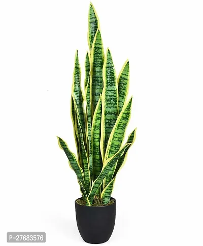 Zomoloco Snake Plant 008 Spider Plant-thumb0