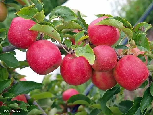 Zomoloco Kashmiri Apple Grafted Plants Live Plant