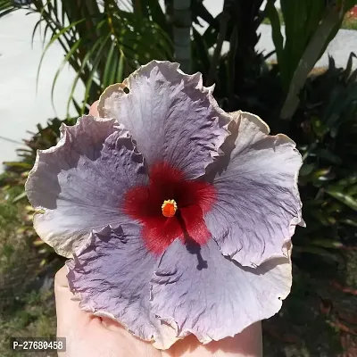 Zomoloco Hibiscus Hybrid Live Flower Plant Disha-thumb0