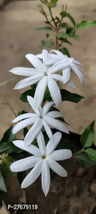 Zomoloco Kundo Jasmine Flowers Plant Jasmine Plant-thumb0