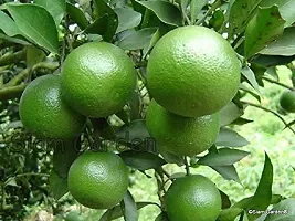 Zomoloco Lemon Plant bare 1 malta lemon tree-thumb2