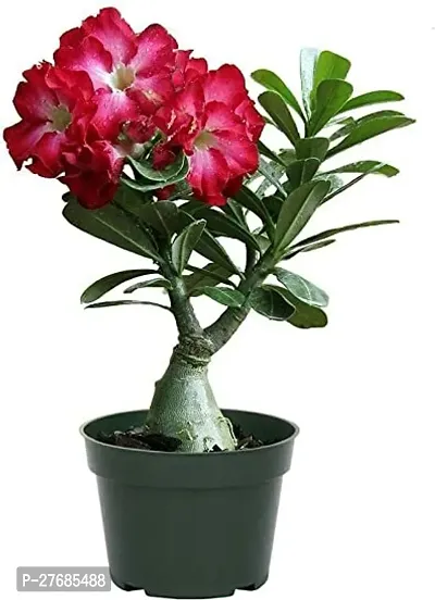 Zomoloco Thai Adenium Double Flower Adenium Plant-thumb0