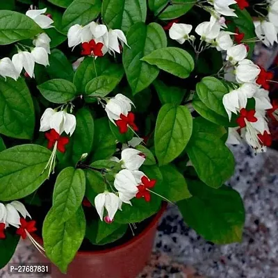 Zomoloco Live Rare Bleeding Heart Vine White Cler