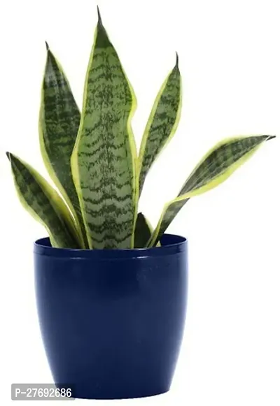 Zomoloco Snake Plant For Home Decorations Best For